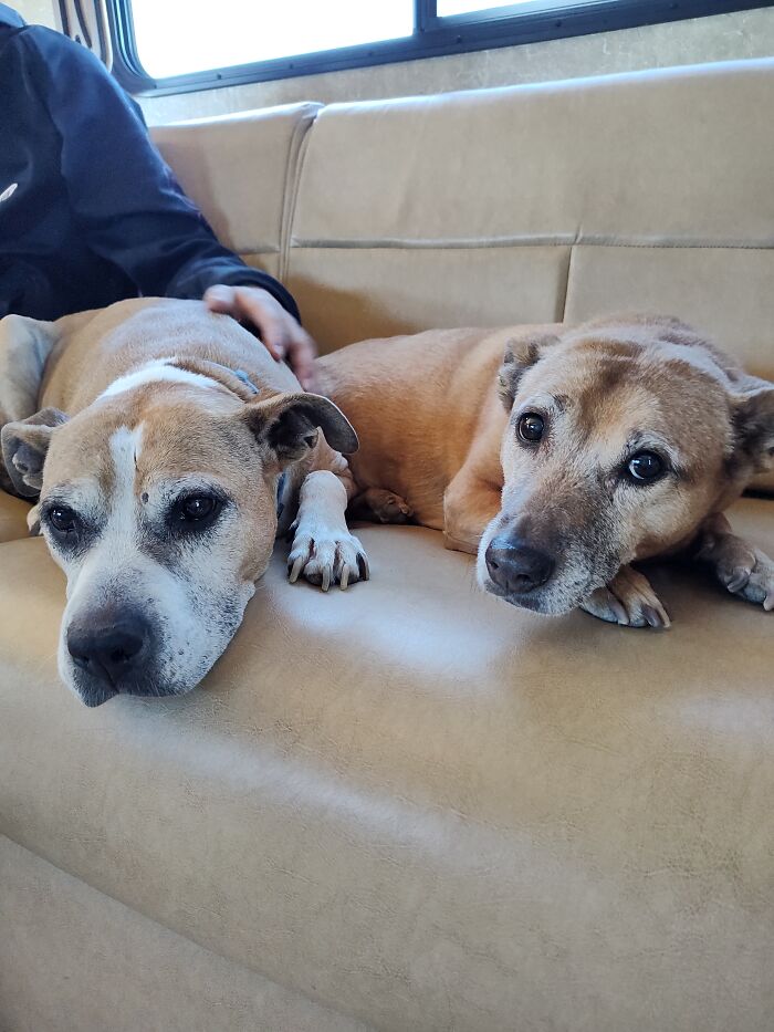 My Two Old Ladies. On The Left Is Maisy, 11 Year-Old Boxer Cataloua Hound, And On The Left Of Lula, 13 Year-Old German Shepherd Basset Hound