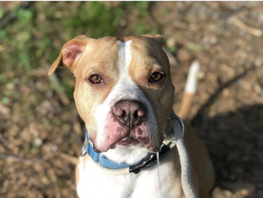 This Dog Has Been Living In A Shelter For Over 5 Years, And I Post This In Hopes Of Finding Pinto's New Home