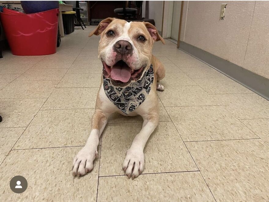 This Dog Has Been Living In A Shelter For Over 5 Years, And I Post This In Hopes Of Finding Pinto's New Home
