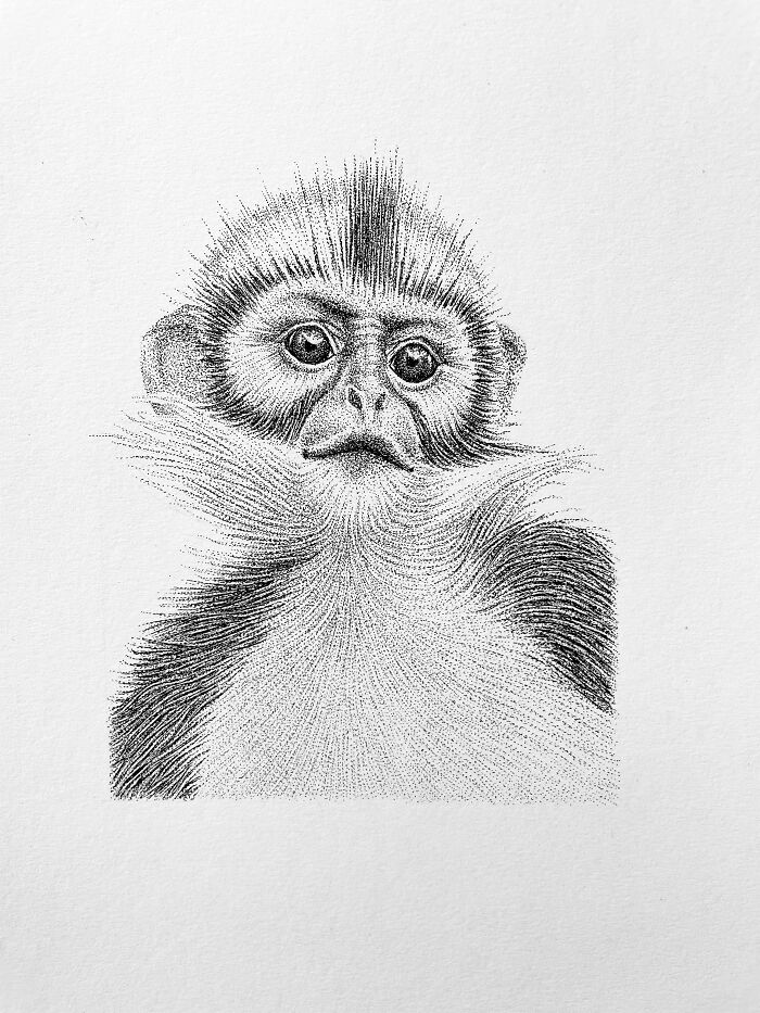 Francois Langur