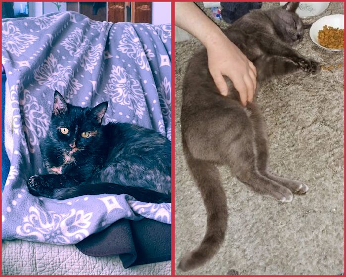 First Up Is Cinder, My Chatty Tortie And Queen Of The House. Next Up Is Our New Edition Named Baba Yaga. This Was His First Night At Home, Passed Out In His Food After Belly Rubs