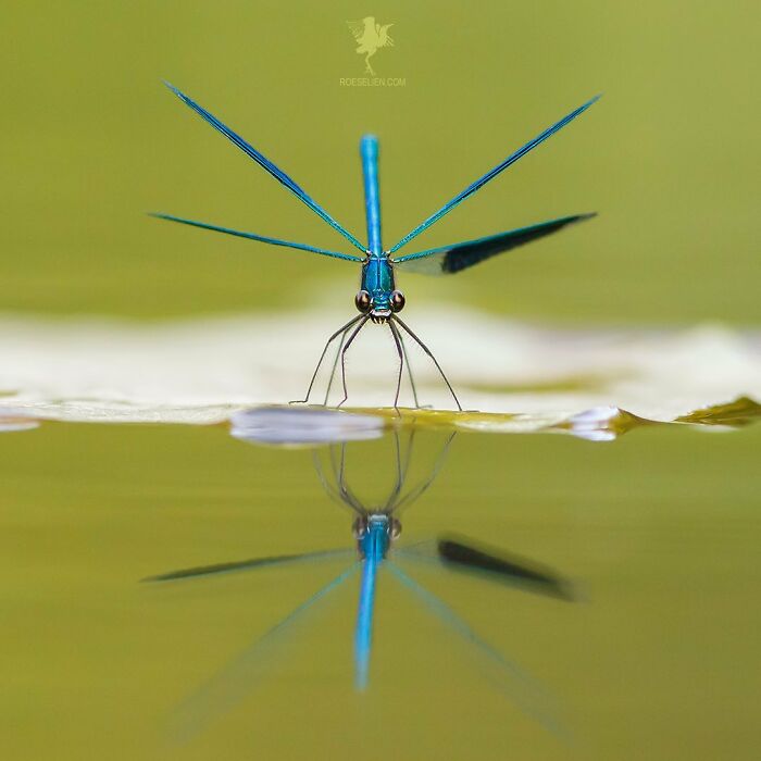 Banded Demoiselle And Its Reflection