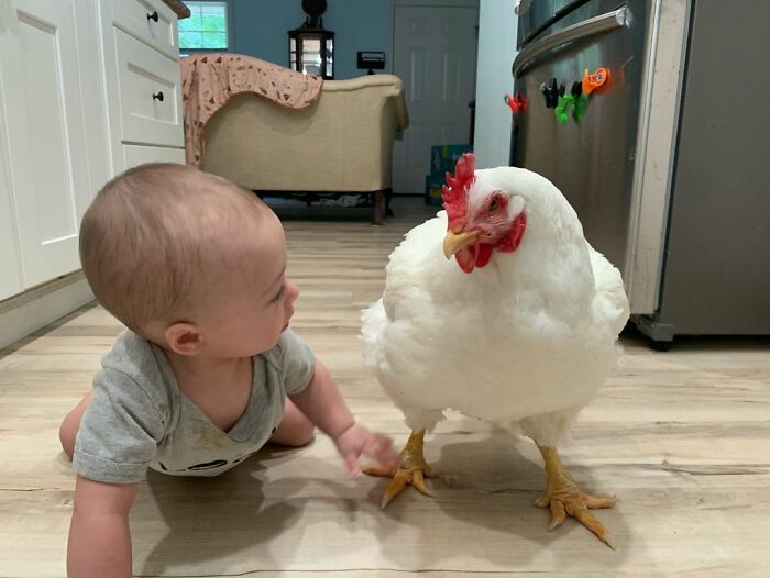 Boo Was Rescued From A Meat Factory 5 Years Ago, And His Life Shines In New Colors Ever Since Boo Was Rescued From A Meat Factory 5 Years Ago, And His Life Shines In New Colors Ever Since