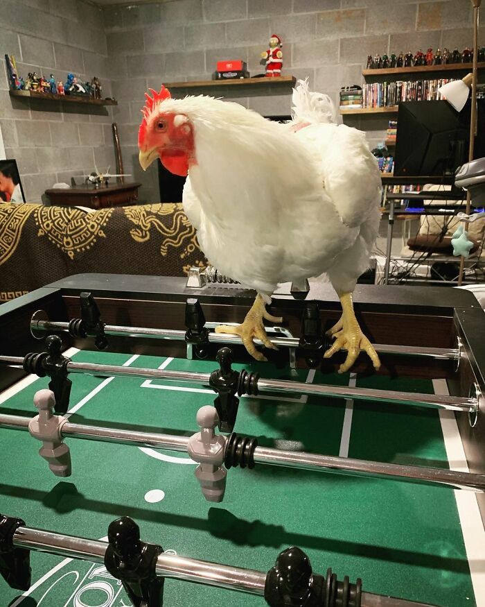 Boo Was Rescued From A Meat Factory 5 Years Ago, And His Life Shines In New Colors Ever Since Boo Was Rescued From A Meat Factory 5 Years Ago, And His Life Shines In New Colors Ever Since