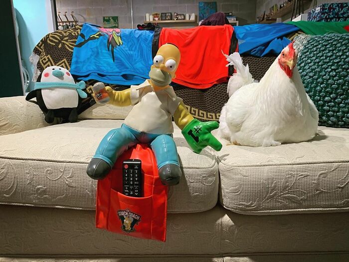 Boo Was Rescued From A Meat Factory 5 Years Ago, And His Life Shines In New Colors Ever Since Boo Was Rescued From A Meat Factory 5 Years Ago, And His Life Shines In New Colors Ever Since