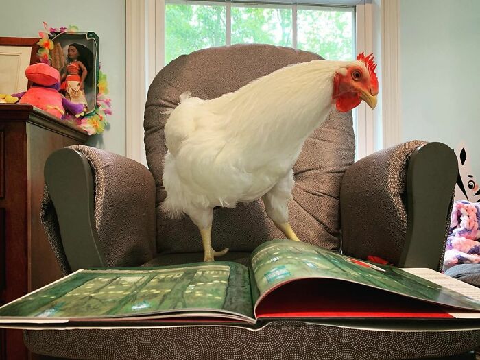 Boo Was Rescued From A Meat Factory 5 Years Ago, And His Life Shines In New Colors Ever Since Boo Was Rescued From A Meat Factory 5 Years Ago, And His Life Shines In New Colors Ever Since