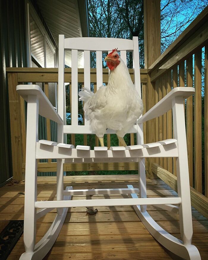 Boo Was Rescued From A Meat Factory 5 Years Ago, And His Life Shines In New Colors Ever Since Boo Was Rescued From A Meat Factory 5 Years Ago, And His Life Shines In New Colors Ever Since