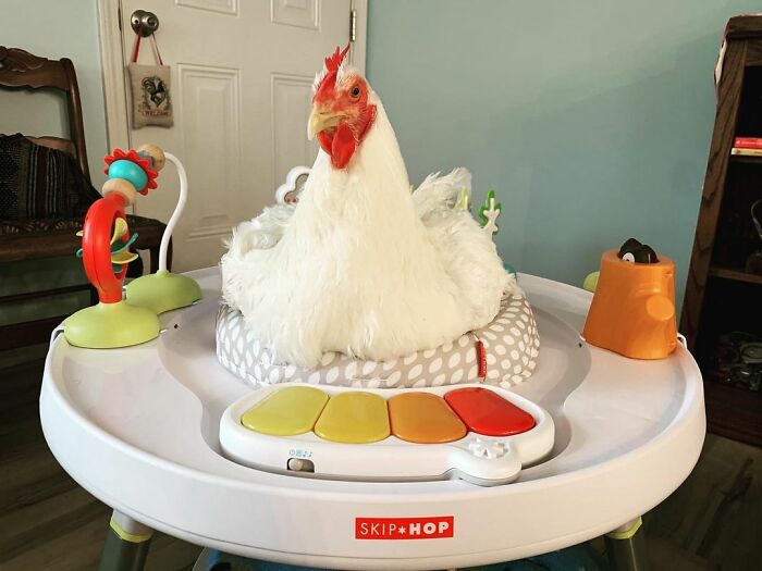 Boo Was Rescued From A Meat Factory 5 Years Ago, And His Life Shines In New Colors Ever Since Boo Was Rescued From A Meat Factory 5 Years Ago, And His Life Shines In New Colors Ever Since