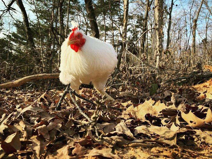Boo Was Rescued From A Meat Factory 5 Years Ago, And His Life Shines In New Colors Ever Since Boo Was Rescued From A Meat Factory 5 Years Ago, And His Life Shines In New Colors Ever Since