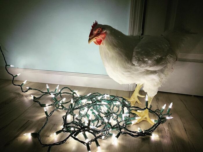 Boo Was Rescued From A Meat Factory 5 Years Ago, And His Life Shines In New Colors Ever Since Boo Was Rescued From A Meat Factory 5 Years Ago, And His Life Shines In New Colors Ever Since