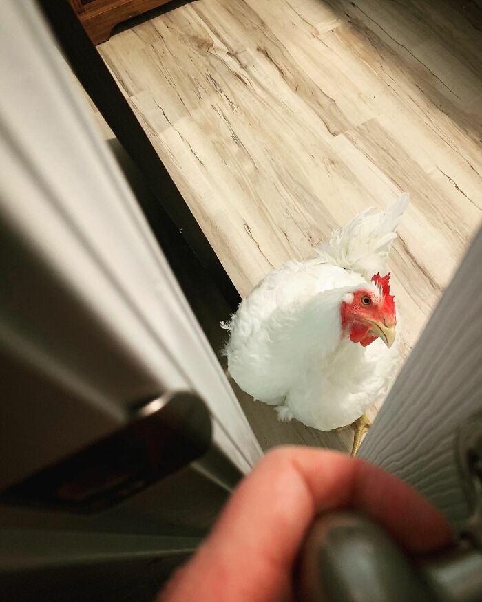 Boo Was Rescued From A Meat Factory 5 Years Ago, And His Life Shines In New Colors Ever Since Boo Was Rescued From A Meat Factory 5 Years Ago, And His Life Shines In New Colors Ever Since