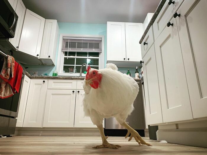 Boo Was Rescued From A Meat Factory 5 Years Ago, And His Life Shines In New Colors Ever Since Boo Was Rescued From A Meat Factory 5 Years Ago, And His Life Shines In New Colors Ever Since