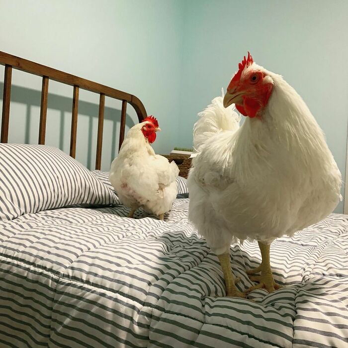 Boo Was Rescued From A Meat Factory 5 Years Ago, And His Life Shines In New Colors Ever Since Boo Was Rescued From A Meat Factory 5 Years Ago, And His Life Shines In New Colors Ever Since