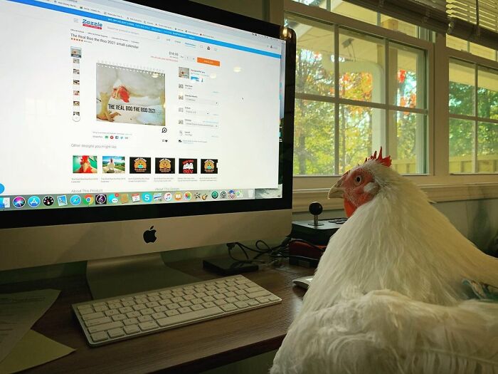 Boo Was Rescued From A Meat Factory 5 Years Ago, And His Life Shines In New Colors Ever Since Boo Was Rescued From A Meat Factory 5 Years Ago, And His Life Shines In New Colors Ever Since