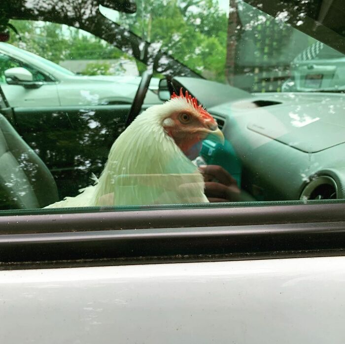 Boo Was Rescued From A Meat Factory 5 Years Ago, And His Life Shines In New Colors Ever Since Boo Was Rescued From A Meat Factory 5 Years Ago, And His Life Shines In New Colors Ever Since