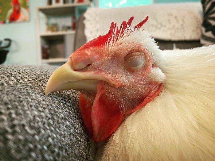 Boo Was Rescued From A Meat Factory 5 Years Ago, And His Life Shines In New Colors Ever Since Boo Was Rescued From A Meat Factory 5 Years Ago, And His Life Shines In New Colors Ever Since