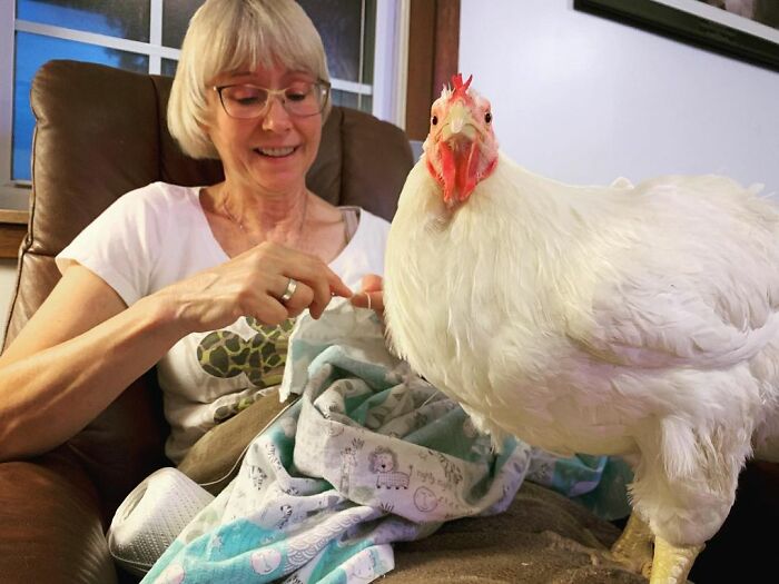 Boo Was Rescued From A Meat Factory 5 Years Ago, And His Life Shines In New Colors Ever Since Boo Was Rescued From A Meat Factory 5 Years Ago, And His Life Shines In New Colors Ever Since