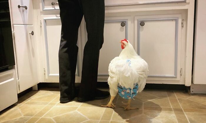 Boo Was Rescued From A Meat Factory 5 Years Ago, And His Life Shines In New Colors Ever Since Boo Was Rescued From A Meat Factory 5 Years Ago, And His Life Shines In New Colors Ever Since