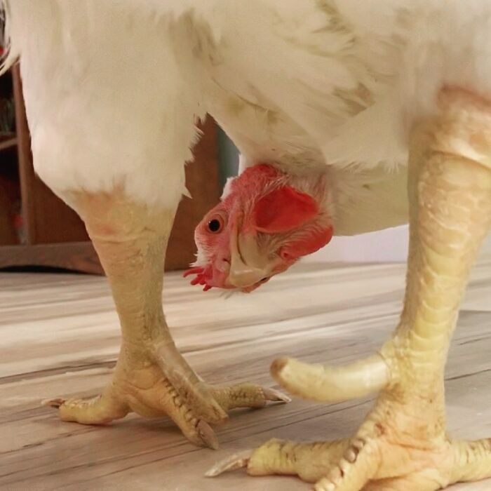 Boo Was Rescued From A Meat Factory 5 Years Ago, And His Life Shines In New Colors Ever Since Boo Was Rescued From A Meat Factory 5 Years Ago, And His Life Shines In New Colors Ever Since