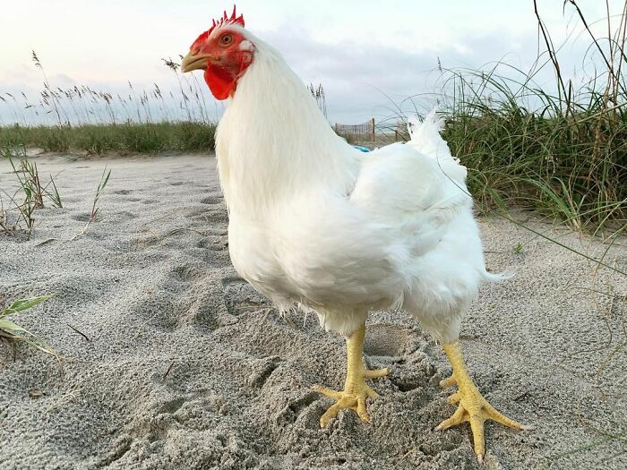 Boo Was Rescued From A Meat Factory 5 Years Ago, And His Life Shines In New Colors Ever Since Boo Was Rescued From A Meat Factory 5 Years Ago, And His Life Shines In New Colors Ever Since