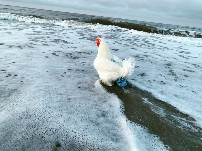 Boo Was Rescued From A Meat Factory 5 Years Ago, And His Life Shines In New Colors Ever Since Boo Was Rescued From A Meat Factory 5 Years Ago, And His Life Shines In New Colors Ever Since