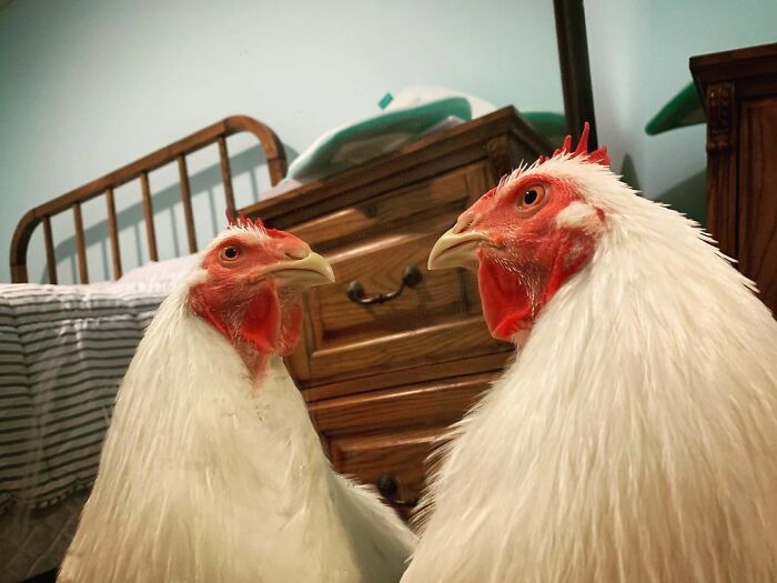 Boo Was Rescued From A Meat Factory 5 Years Ago, And His Life Shines In New Colors Ever Since Boo Was Rescued From A Meat Factory 5 Years Ago, And His Life Shines In New Colors Ever Since