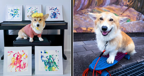 Meet Kobis - A Corgi That Knows Over 60 Tricks Including Riding A Skateboard, Painting, Playing Basketball And More