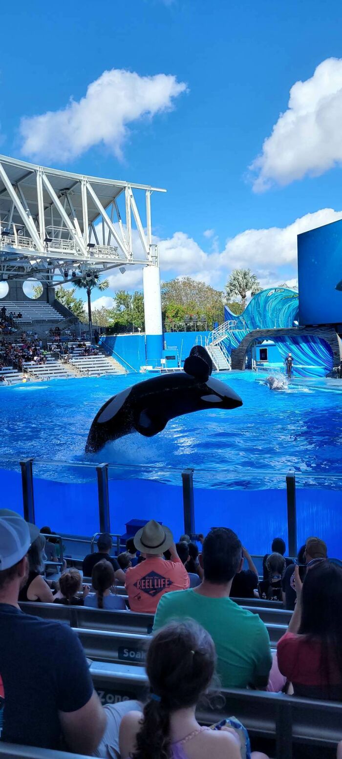 Wanted A Family Bonding Trip, So My Mom Got Us Sea World Passes! P.s. Orcas Are My Second Favorite Animal!