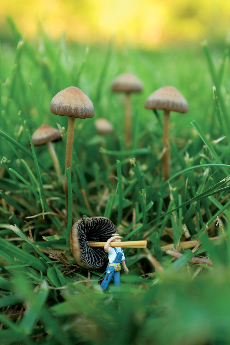 Mushroom Maintenance