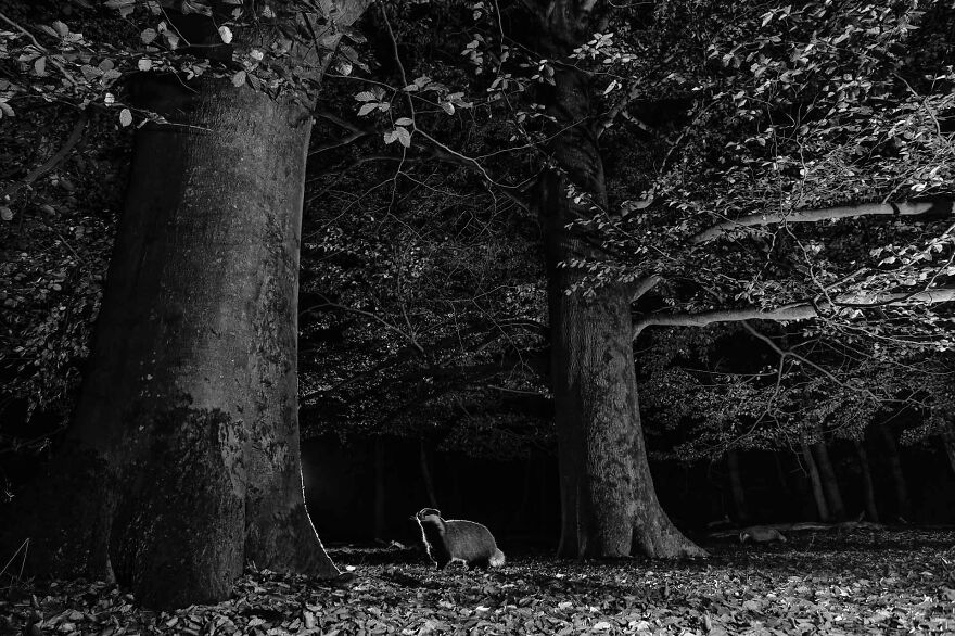 Category Black & White: Highly Commended, 'Badgers During A Walk At Night' By Ernst Dirksen