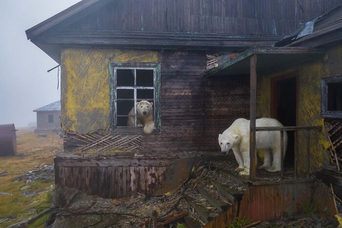 Categoría “Humanos y naturaleza”: Ganador, Casa de osos por Dmitry Kokh