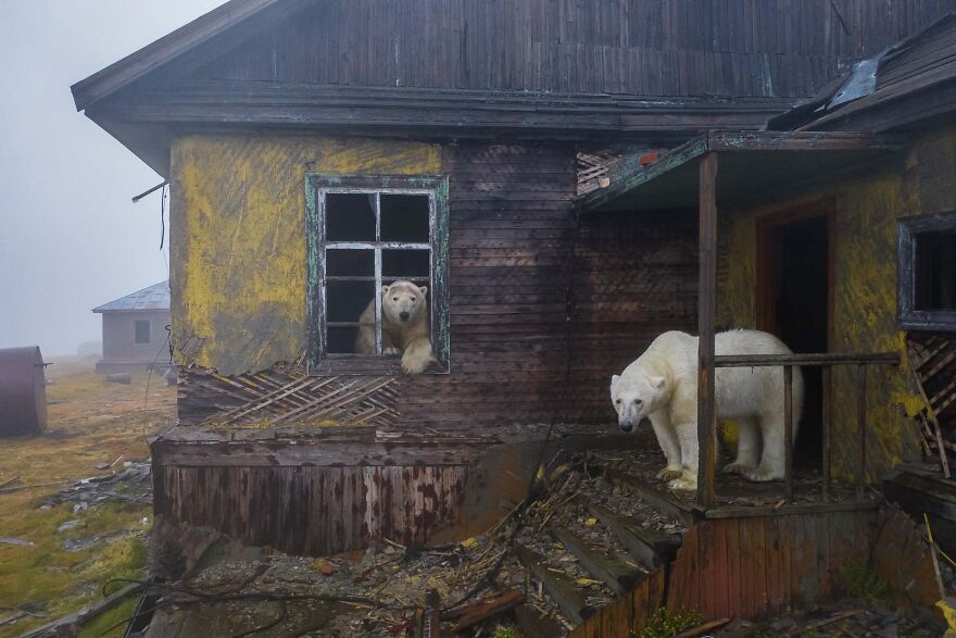 Category Human And Nature: Winner, 'House Of Bears' By Dmitry Kokh