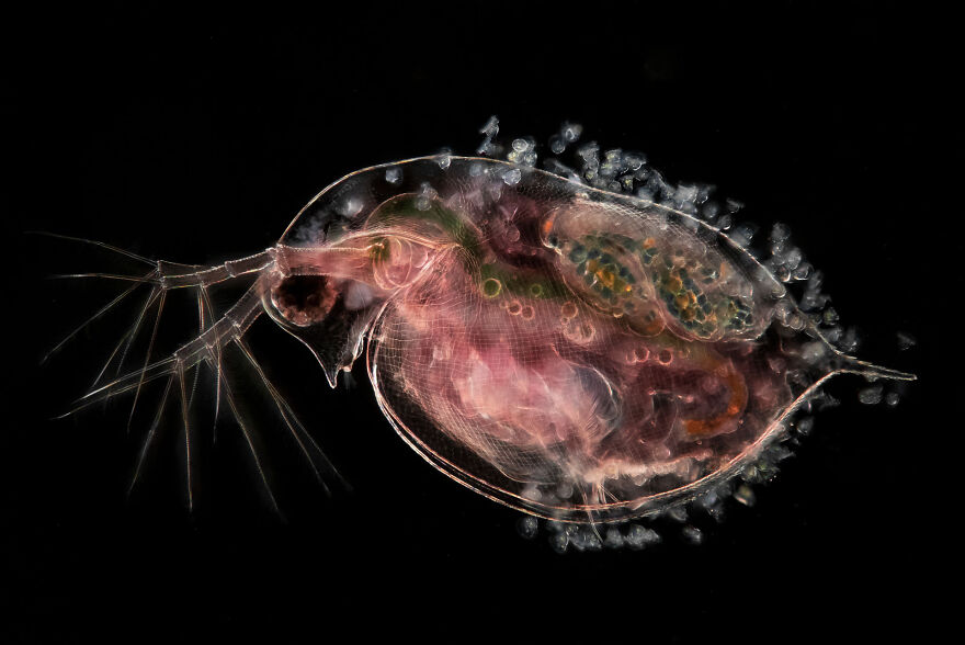Category Underwater: Highly Commended, 'Planktonium – Daphnia Pulex' By Jan Van Ijken