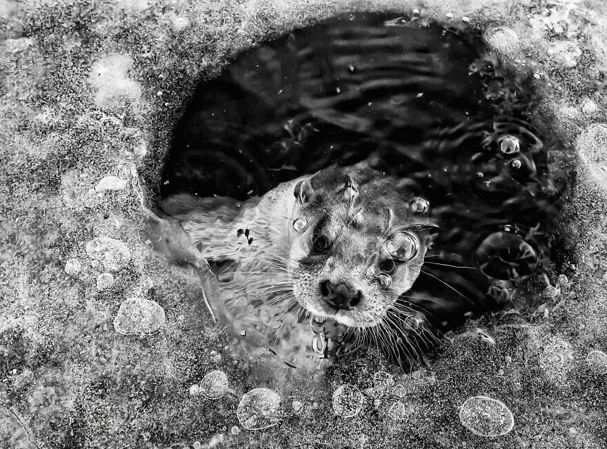 Category Black And White: Winner, 'Otter In Ice Hole' By Ernst Dirksen