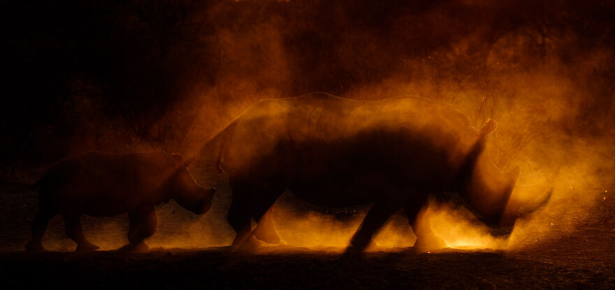 Category Mammals: Runner Up, 'Emerging From The Fire Of Creation' By James Gifford