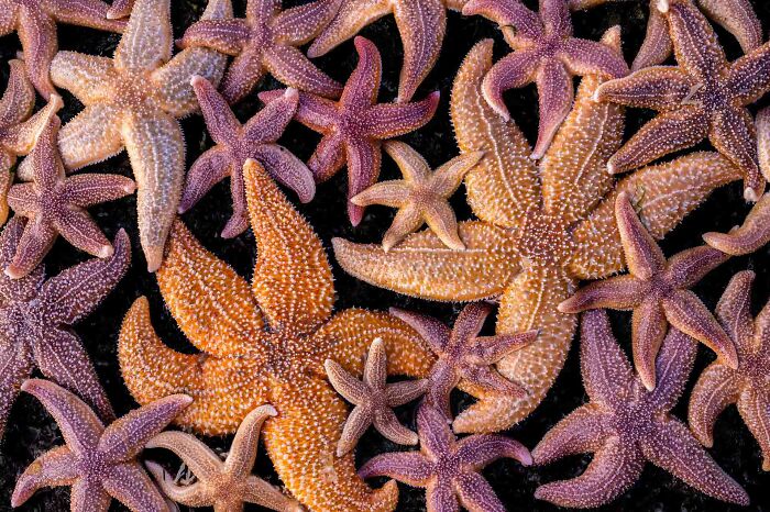 Categoría “Naturaleza de De lage landen”: Segundo puesto, Tributo a la estrella de mar por Franka Slothouber