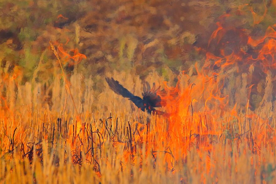 Category Birds: Highly Commended, 'Wings On Fire' By Nitin Sonawane