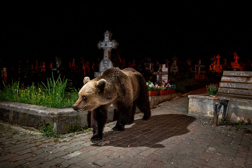 Category Fred Hazelhoff Portfolio Award: Winner, 'A Bear In The Backyard' By David Hup And Michiel Van Noppen