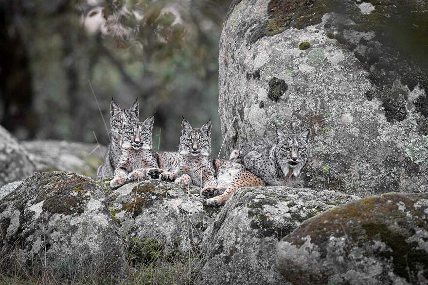 Category Animal Portraits: Highly Commended, 'Iberian Lynx Family Portrait' By Alessandro Beconi