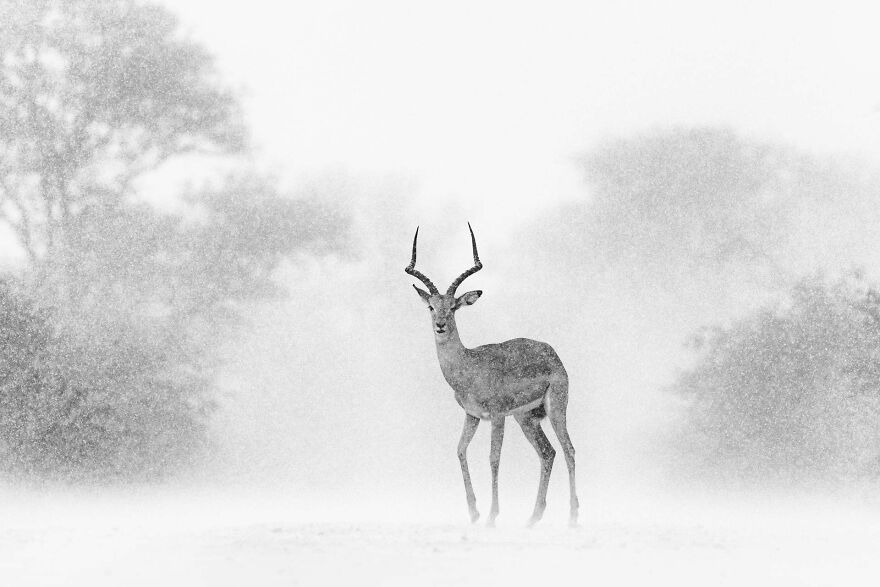Category Black And White: Highly Commended, 'Impala Shower' By Byron Grobler