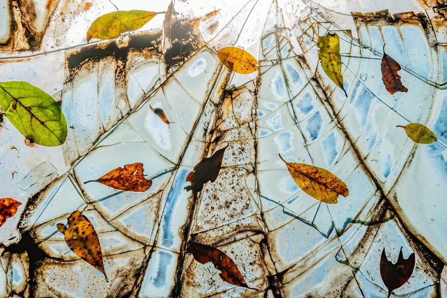 Category Other Animals: Highly Commended, 'Stained Glass Window In Nature' By José Juan Hernández