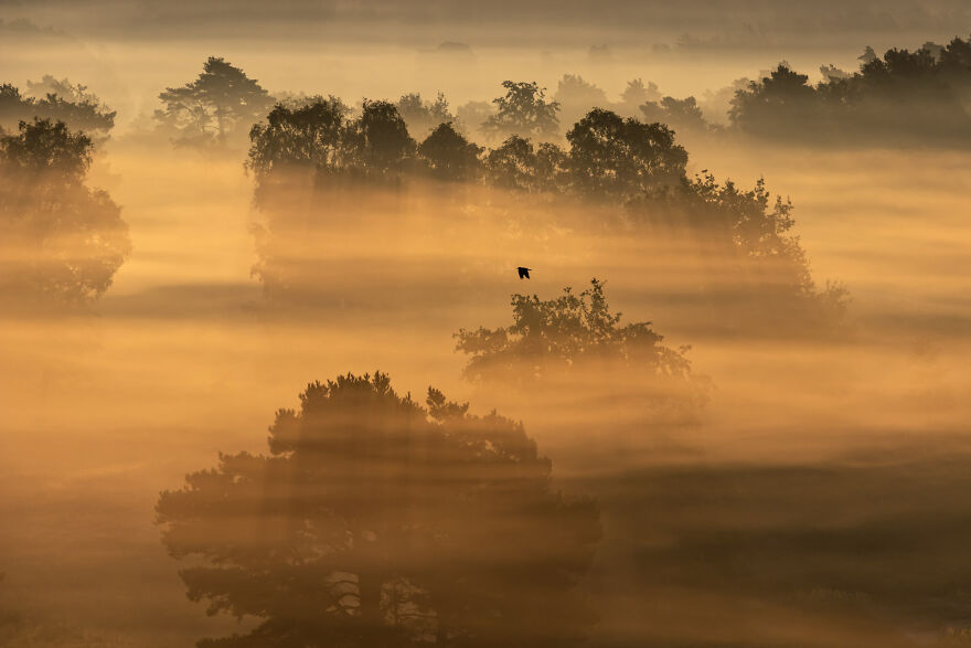 Category Nature Of “De Lage Landen”: Highly Commended, 'Sunrise At Brunssummerheide' By Brenda Heyvaert