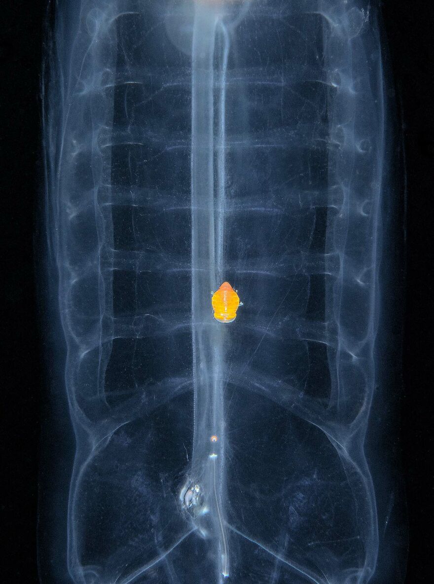 Category Underwater: Highly Commended , 'X-Ray' By Yat Wai So