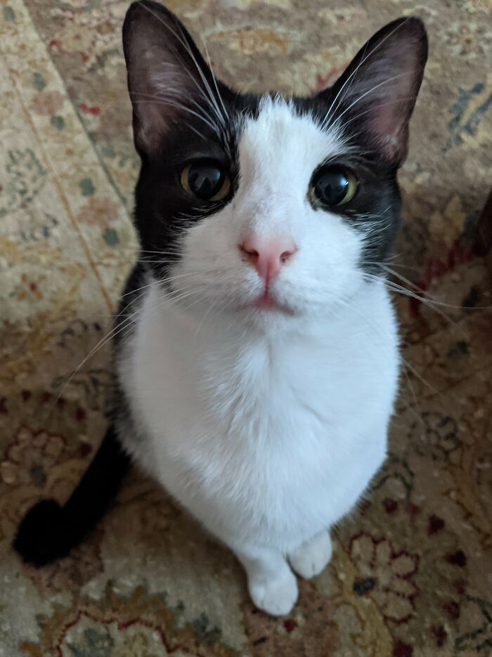 This Is Oliver, I Adopted Him From The Shelter In 2019. He's One Of 11 Rescue Cats I Have. He's A Sweetheart And Loves Everyone