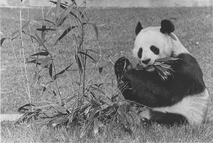 Panda sitting and eating a tree branch 