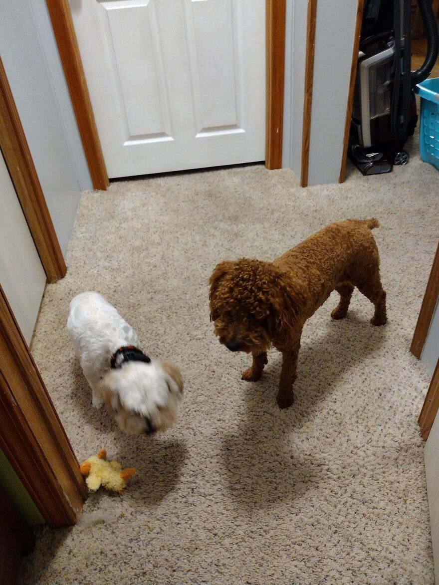 Post A Picture Of Your Dog.