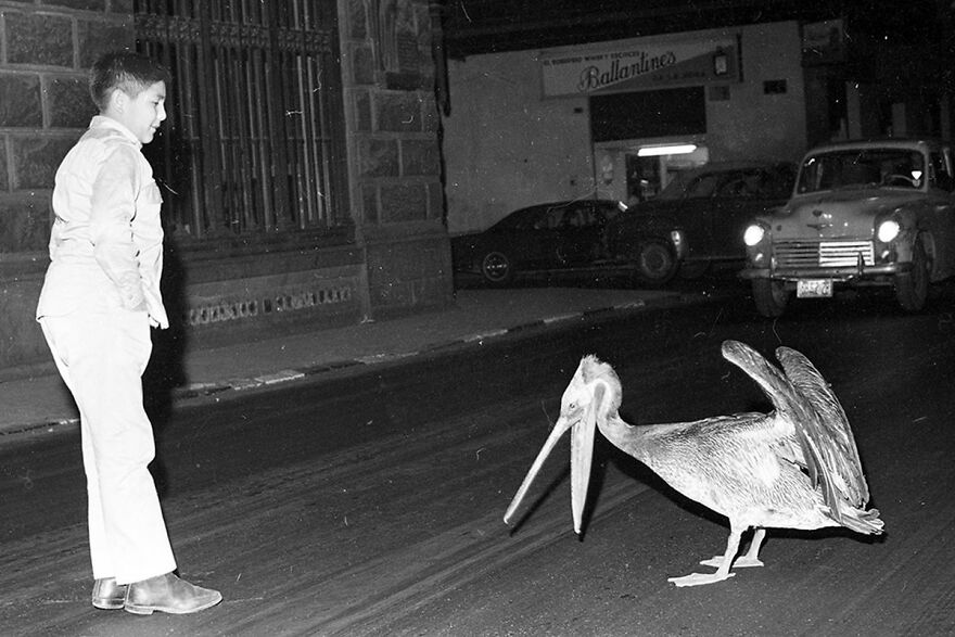Pelican Looking For Food