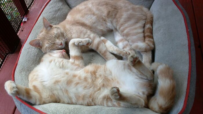 Brotherly Love- Inseparable Pair Cajun And Lewis!