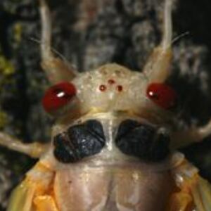 barbaraginter avatar