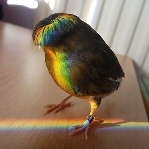 allianabeatty avatar